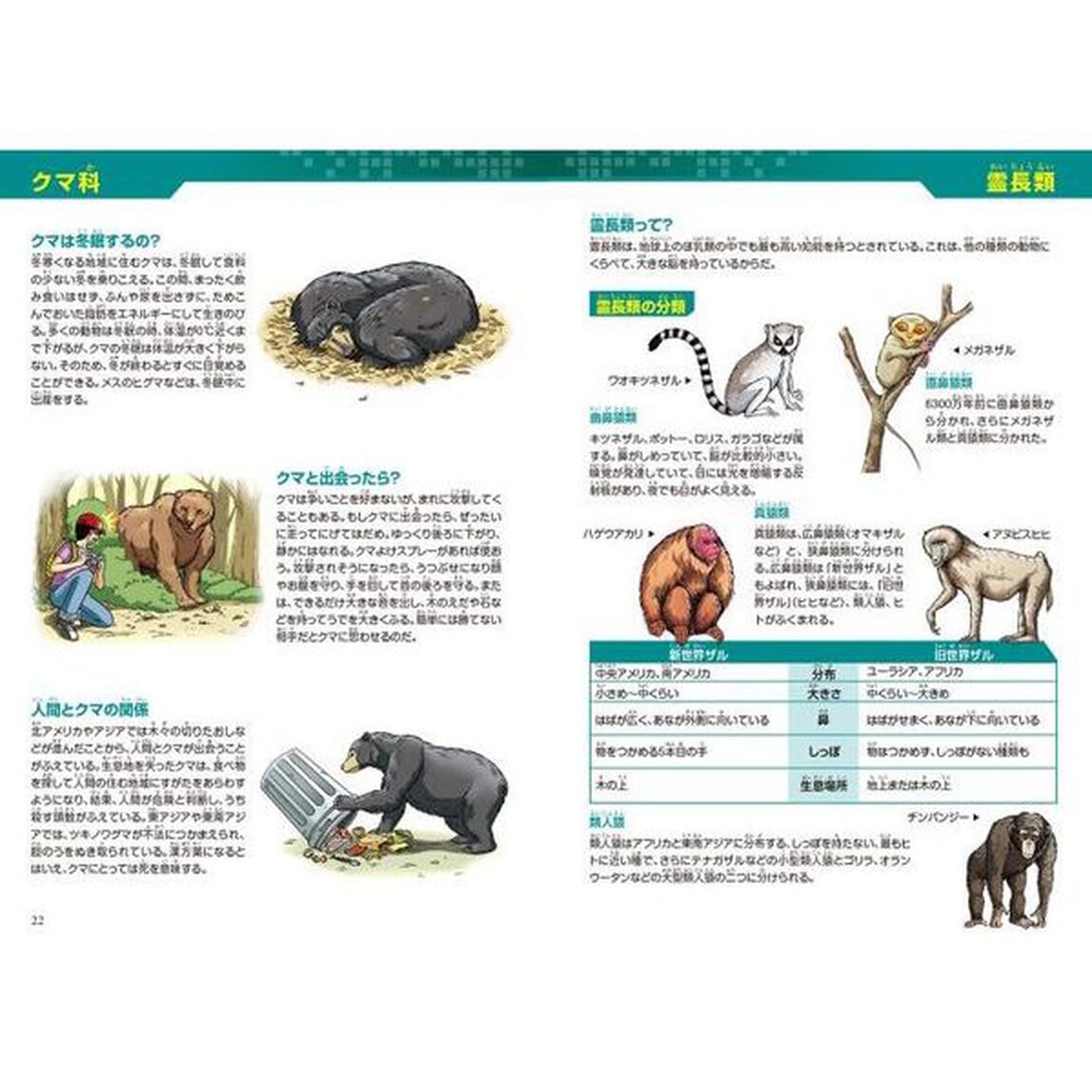 どっちが強い！？ゴリラＶＳ（たい）クマ　頭脳とパワーの大勝負