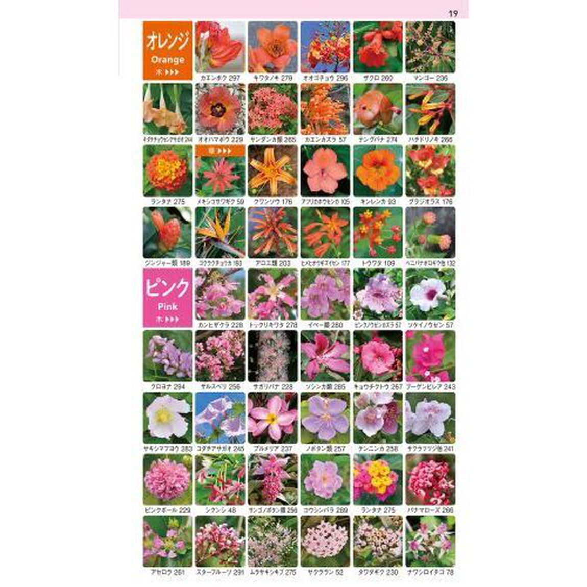 沖縄の身近な植物図鑑　亜熱帯の雑草から庭の花、森の樹木やシダまで１０００種