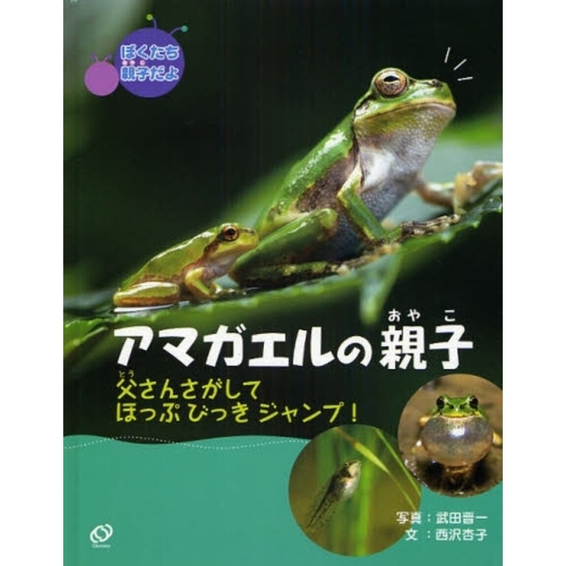 アマガエルの親子　父さんさがしてほっぷびっきジャンプ！