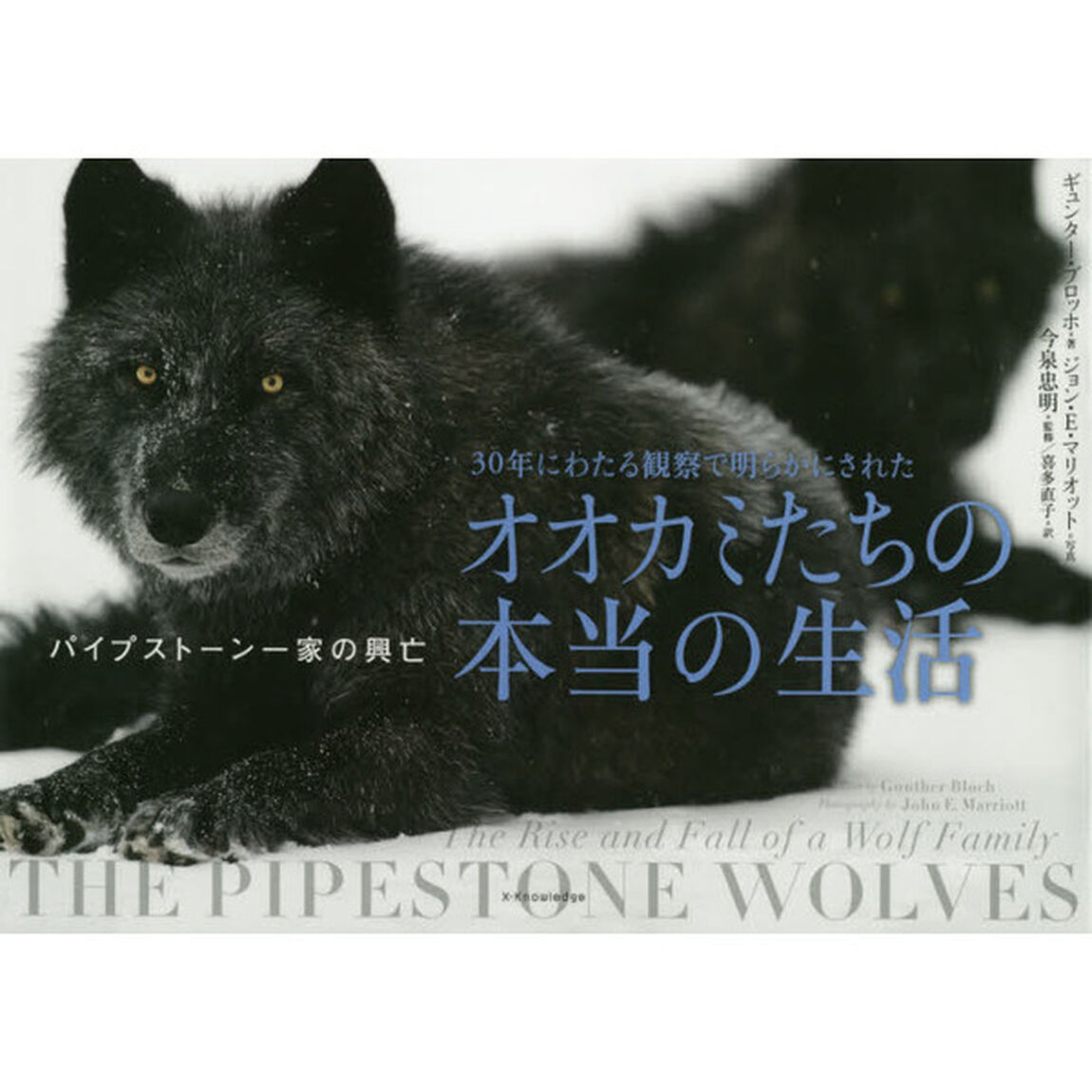 ３０年にわたる観察で明らかにされたオオカミたちの本当の生活　パイプストーン一家の興亡