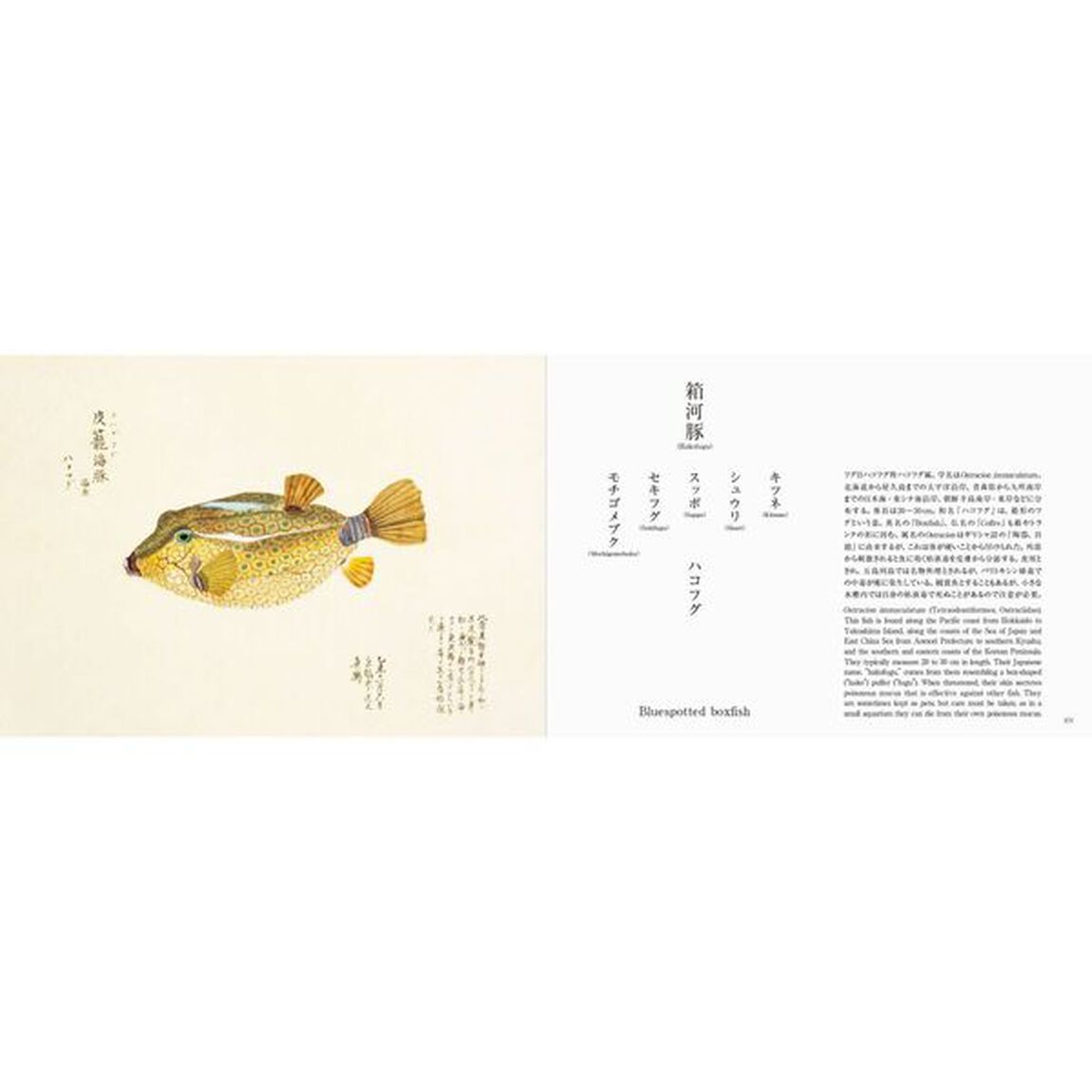 美し、をかし、和名由来の江戸魚図鑑