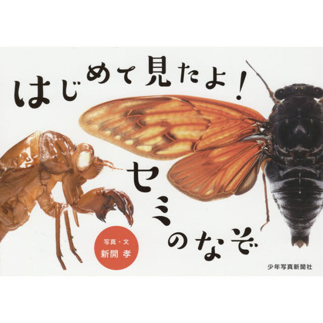 はじめて見たよ！セミのなぞ