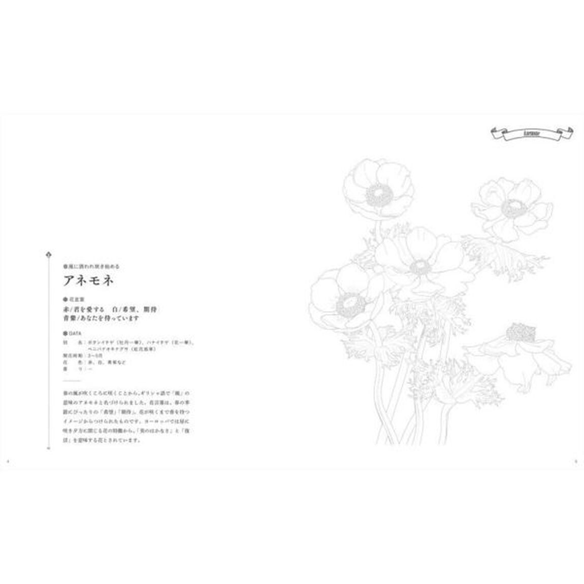 美しい花と花言葉のぬり絵