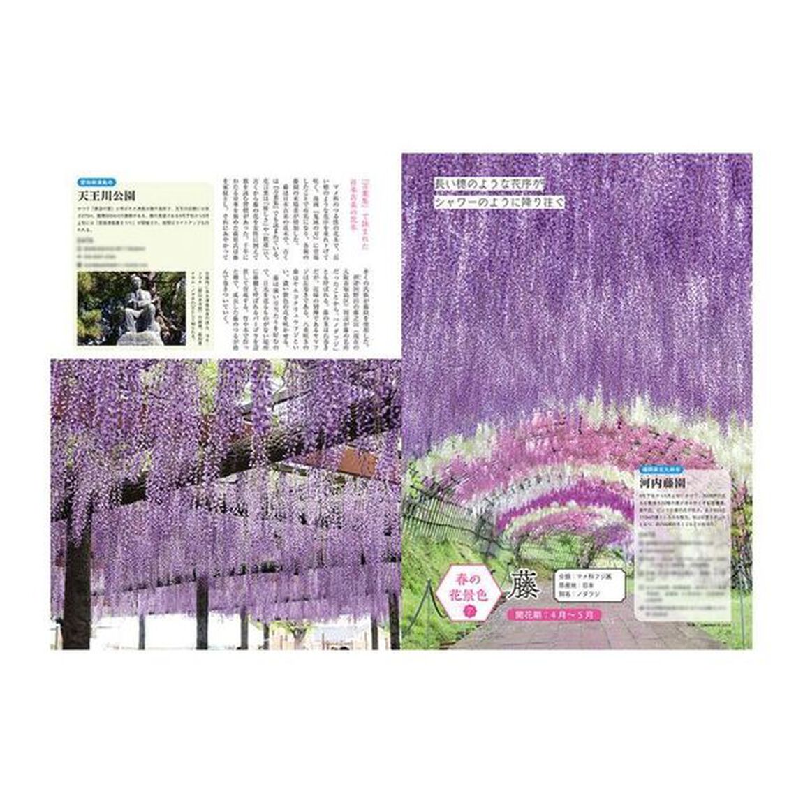 一生に一度は訪れたい美しき日本の花絶景
