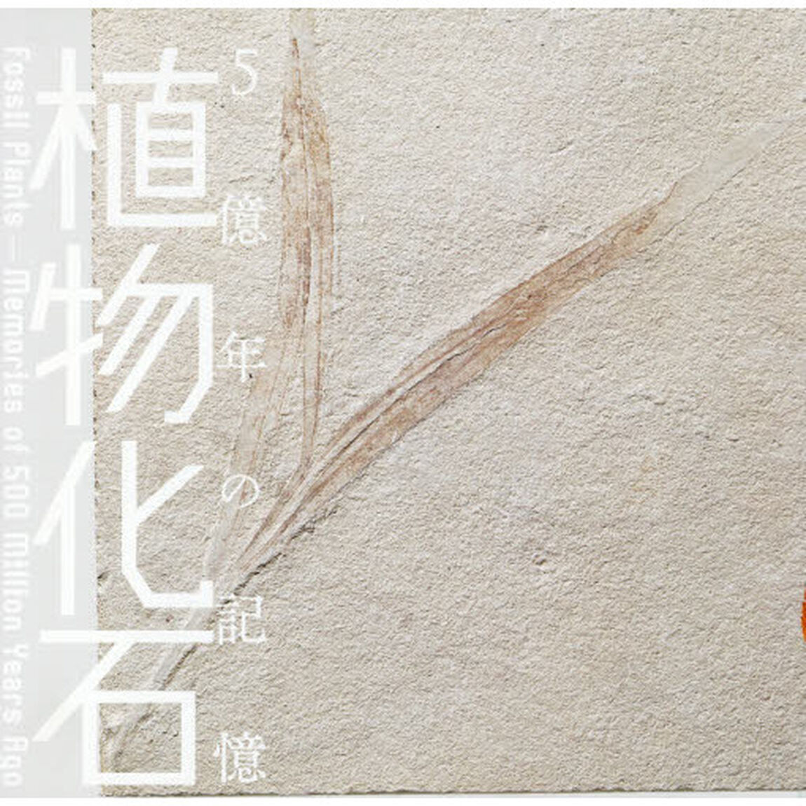 植物化石　５億年の記憶「第２版」