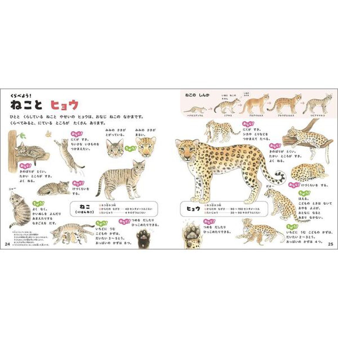 ねこのずかん　家ねこと野生ねこ