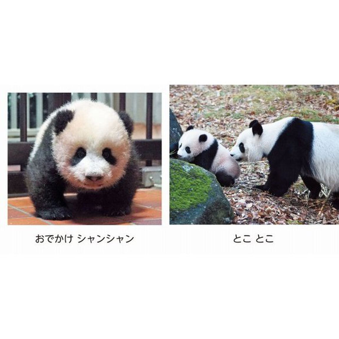 とことこシャンシャン
