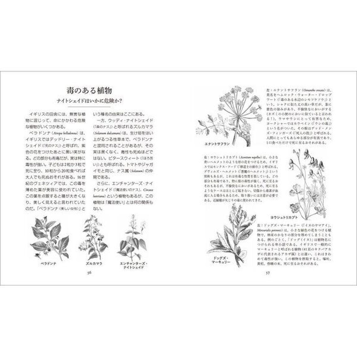 イギリスの美しい野の花　名前の由来と伝承
