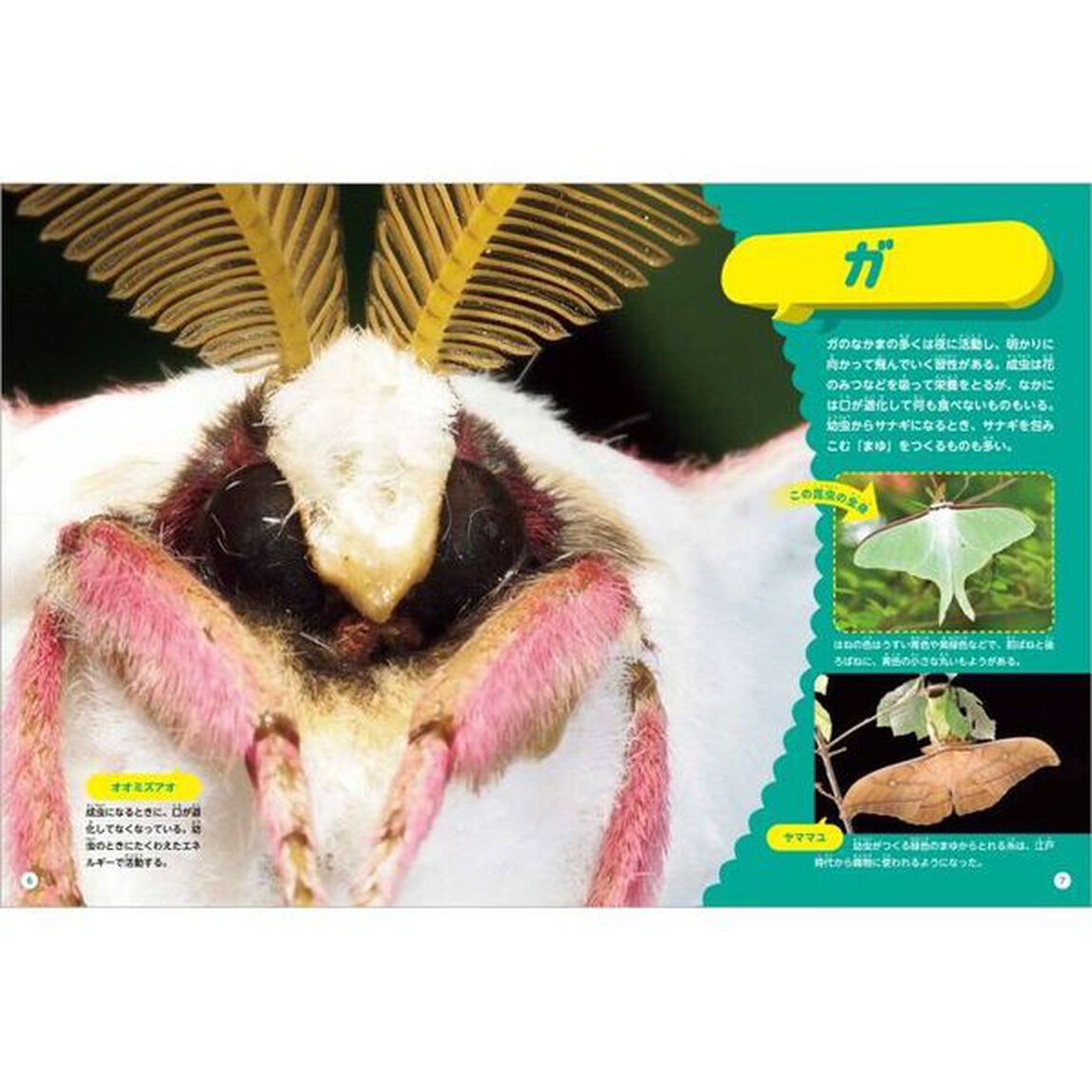 どアップ！びっくり？昆虫の顔写真えほん　〔２〕「どアップ！チョウとそのなかま」