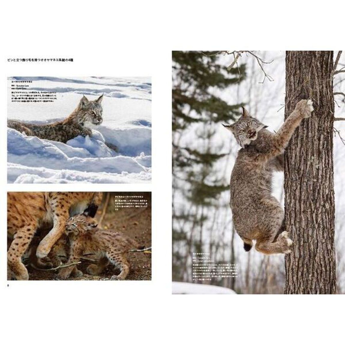 世界の飼い猫と野生猫