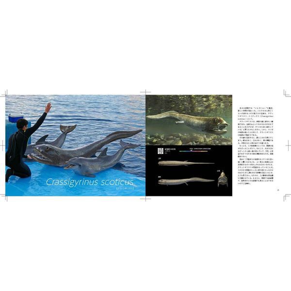 古生物のサイズが実感できる! リアルサイズ古生物図鑑 古生代編 - 通販
