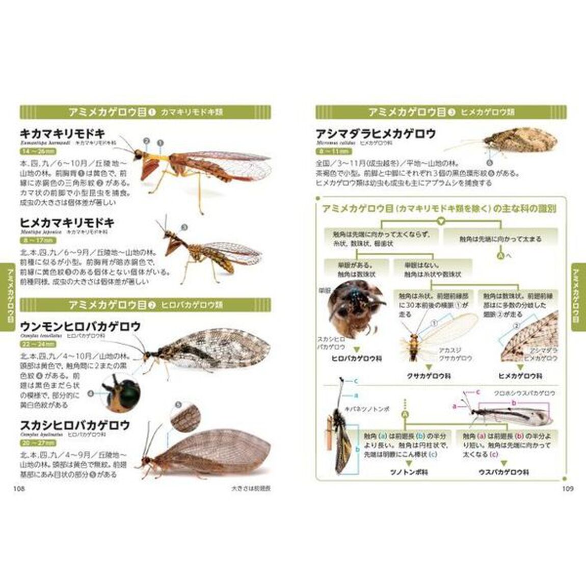 新日本の昆虫１９００　２「トンボ・コウチュウ・ハチ」