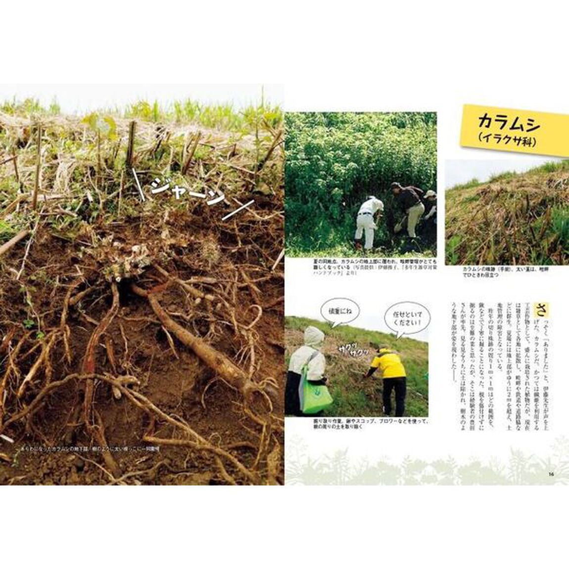 農家が教える厄介な雑草の叩き方　スギナ、クズなど、なるほど生態とかしこい対策