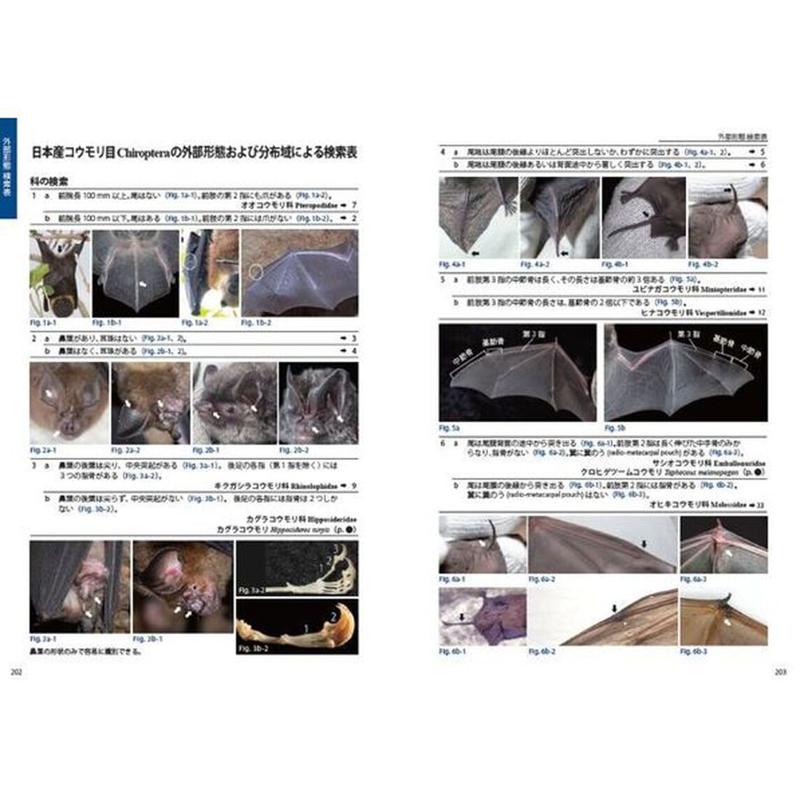 識別図鑑日本のコウモリ