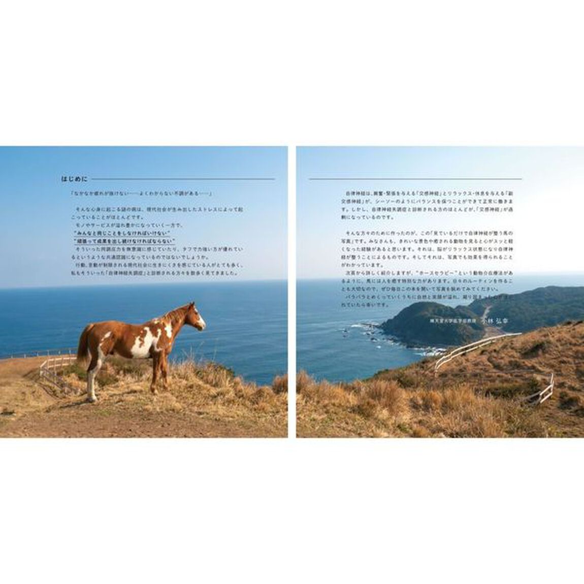 見ているだけで自律神経が整う馬の写真