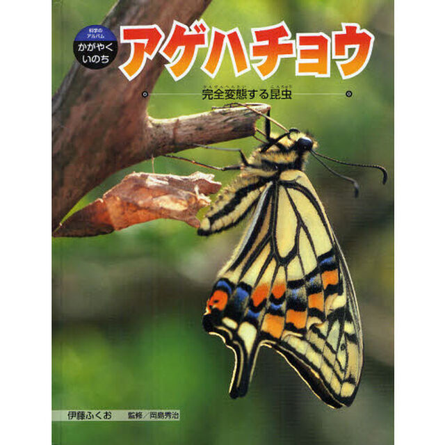 アゲハチョウ　完全変態する昆虫