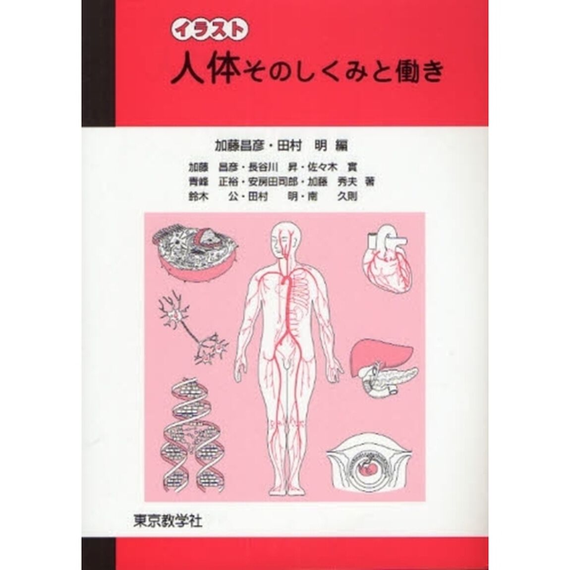 イラスト人体そのしくみと働き