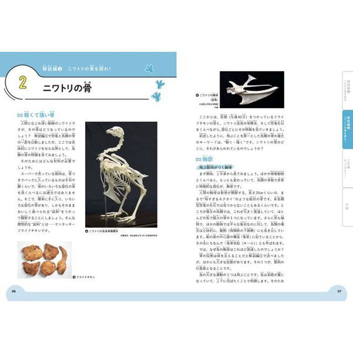 作ろう！フライドチキンの骨格標本　よくわかる恐竜と鳥の骨学入門