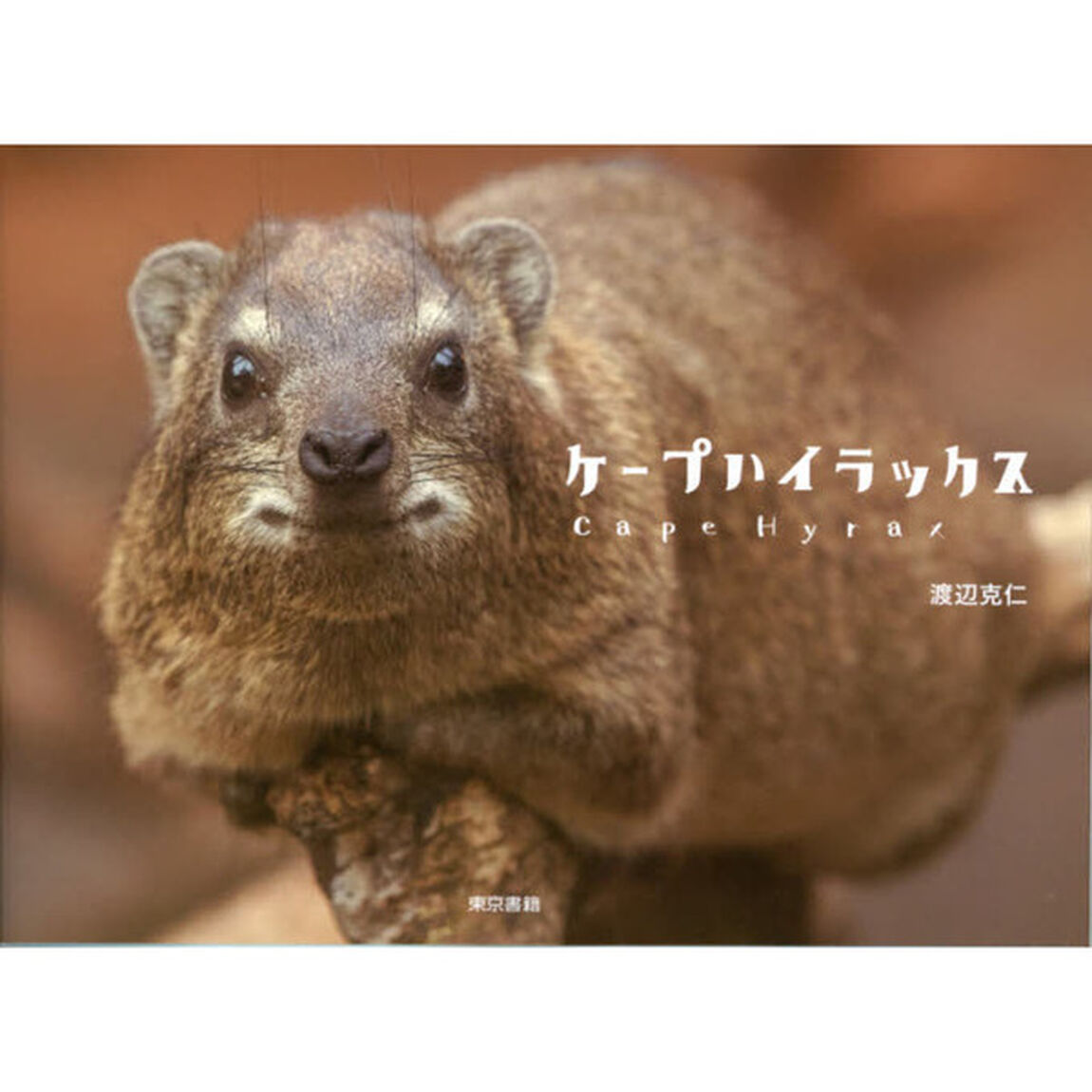 ケープハイラックス