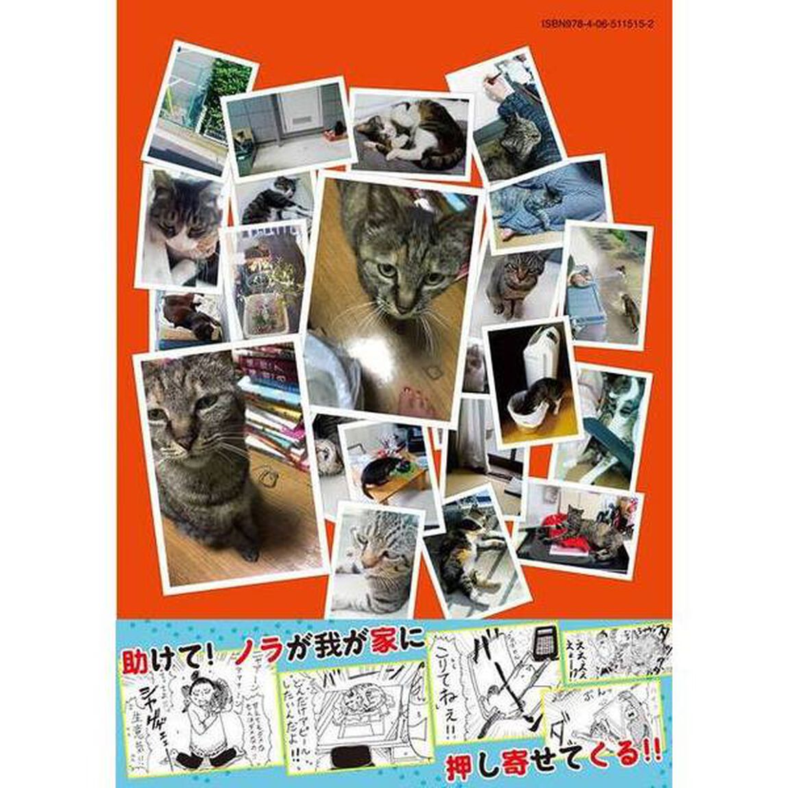 飼ってない猫　１