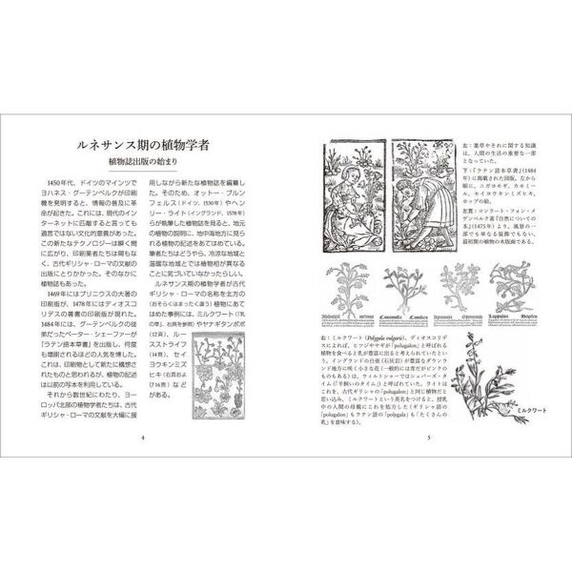 イギリスの美しい野の花　名前の由来と伝承