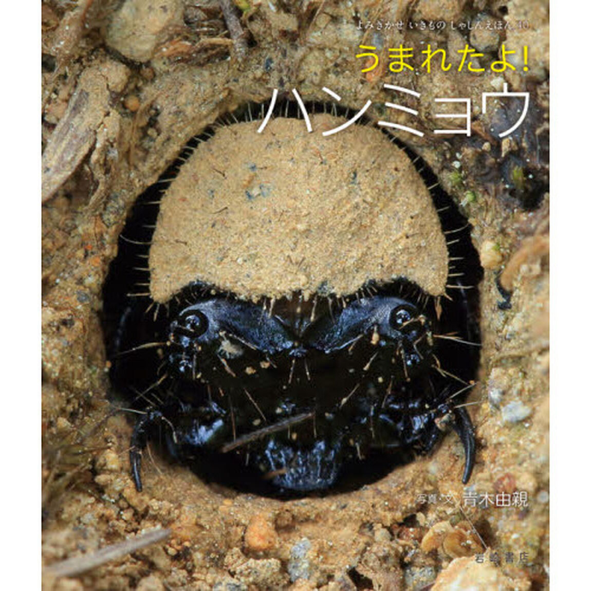 うまれたよ！ハンミョウ