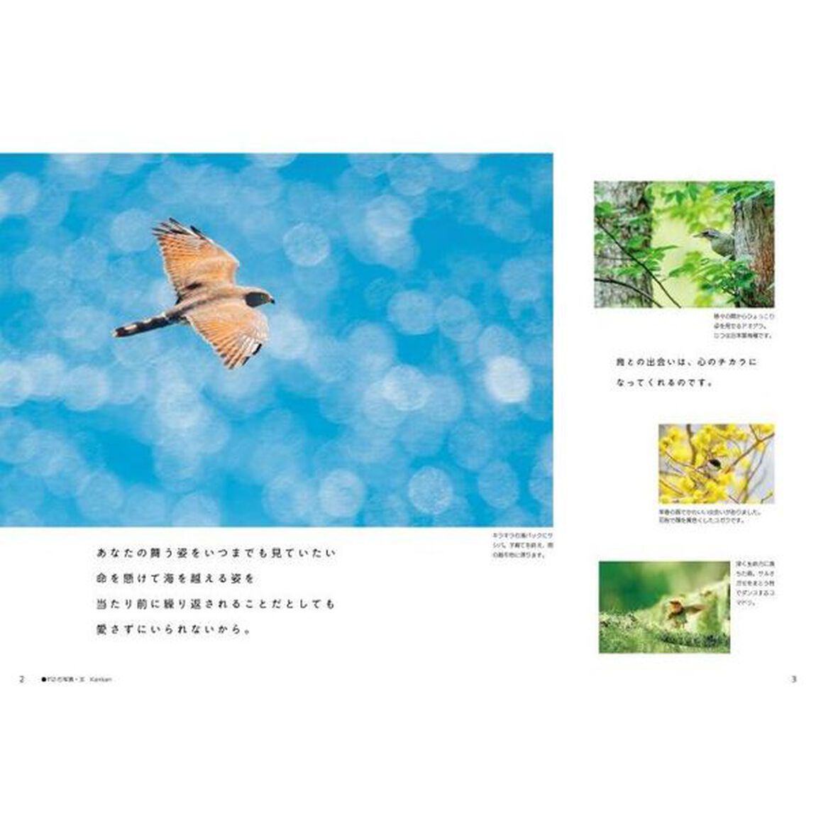 はじめての野鳥観察