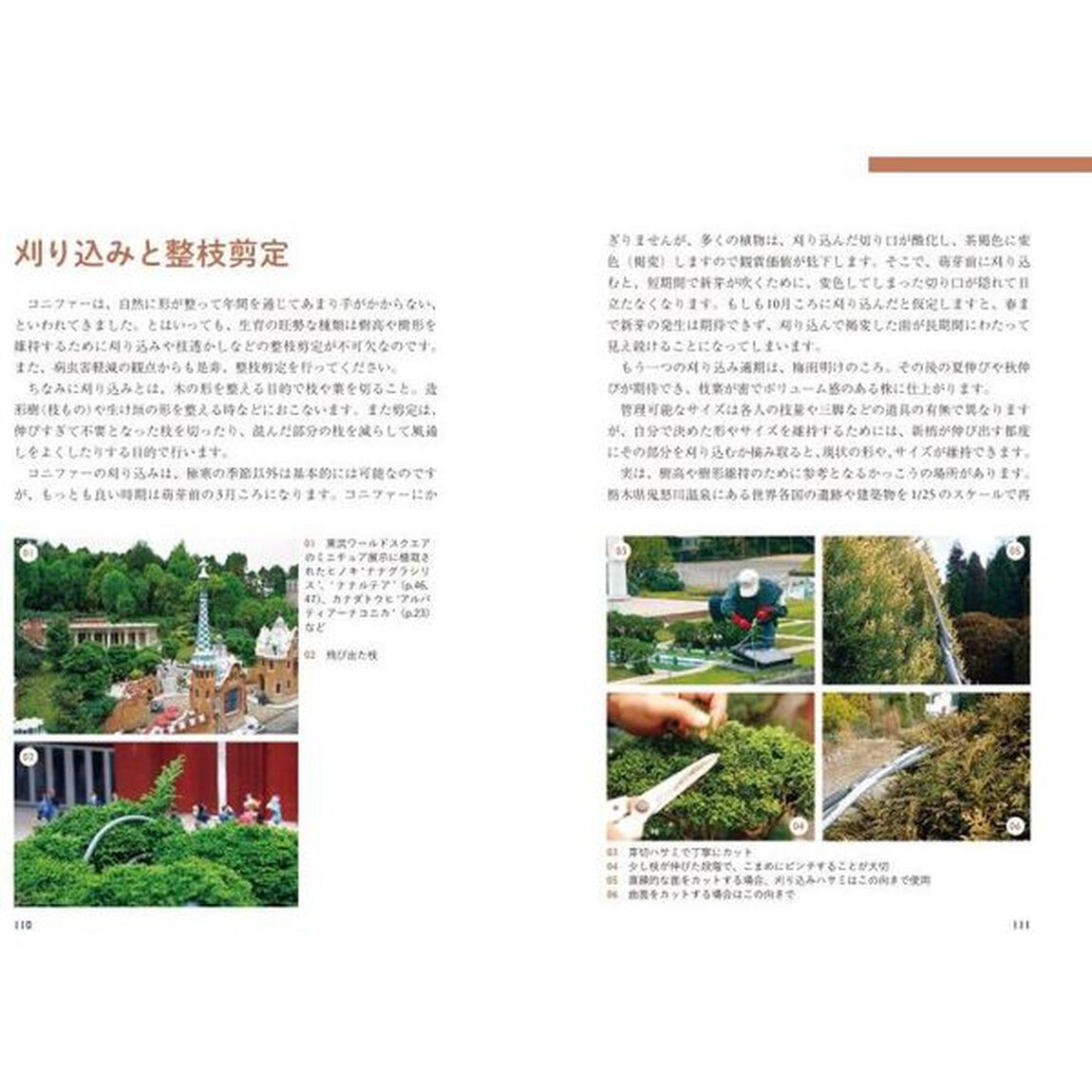 コニファー楽しみ方と育て方