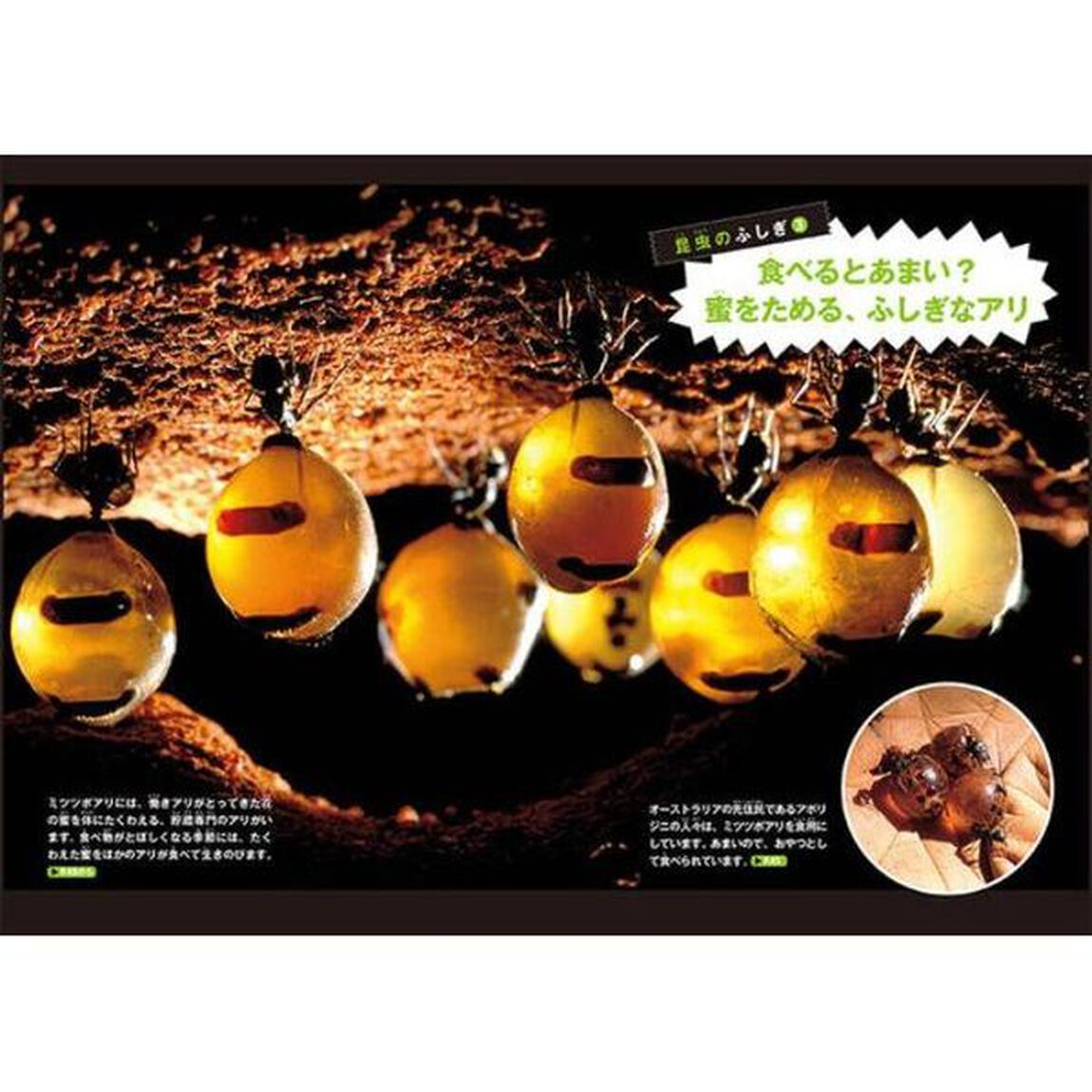 昆虫のふしぎ　２「昆虫のサバイバル大作戦！の巻」
