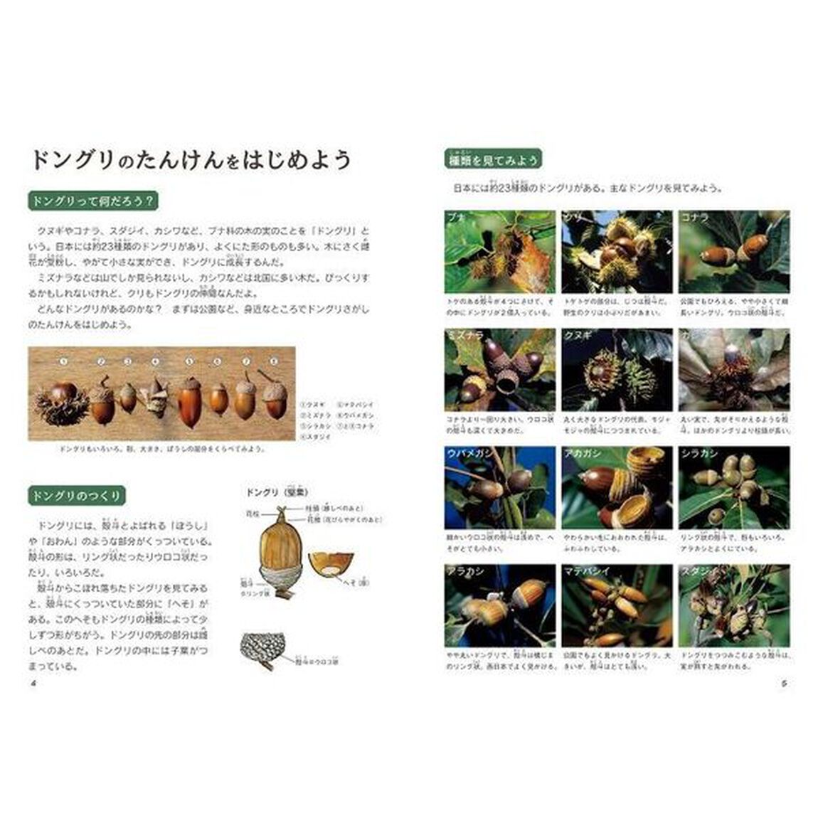 ドングリのたんけん