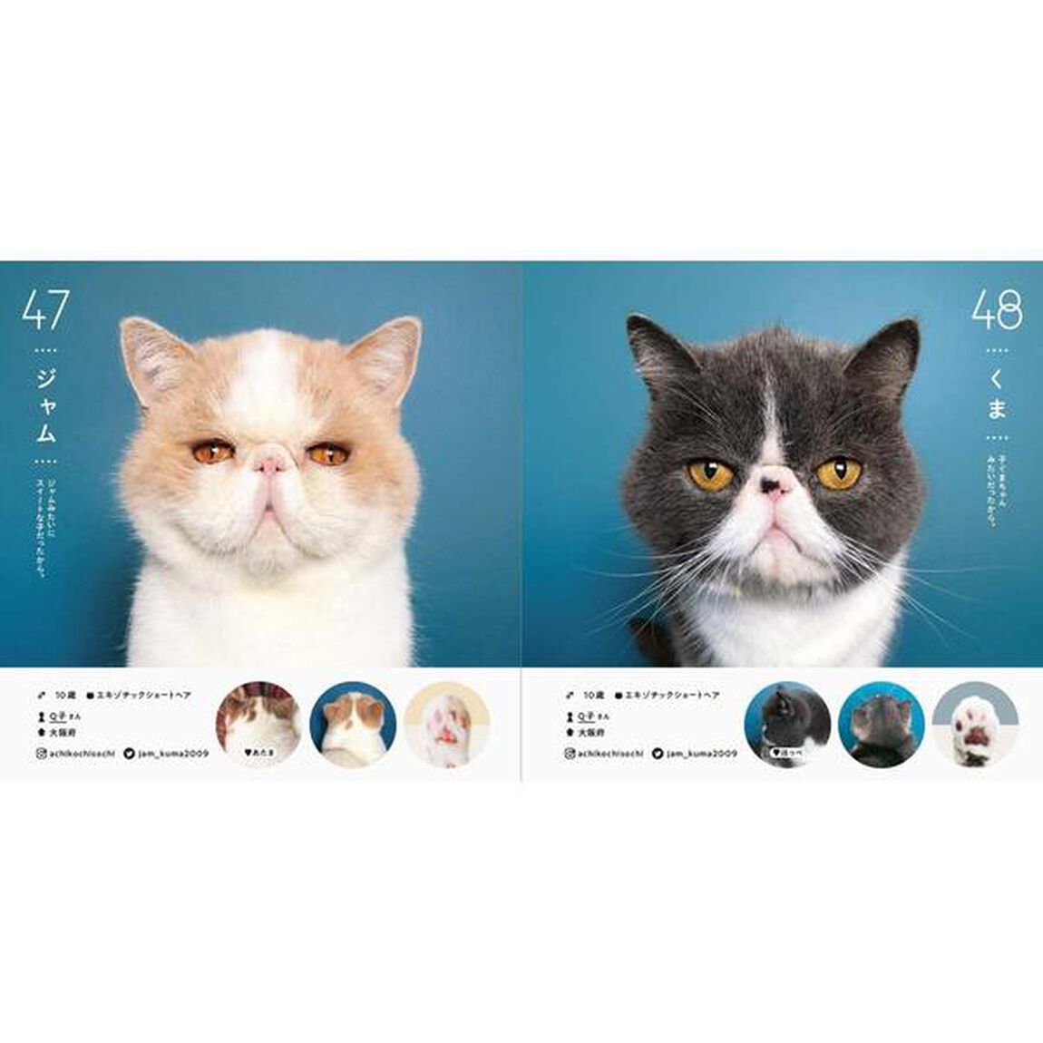 ねこさま名鑑100