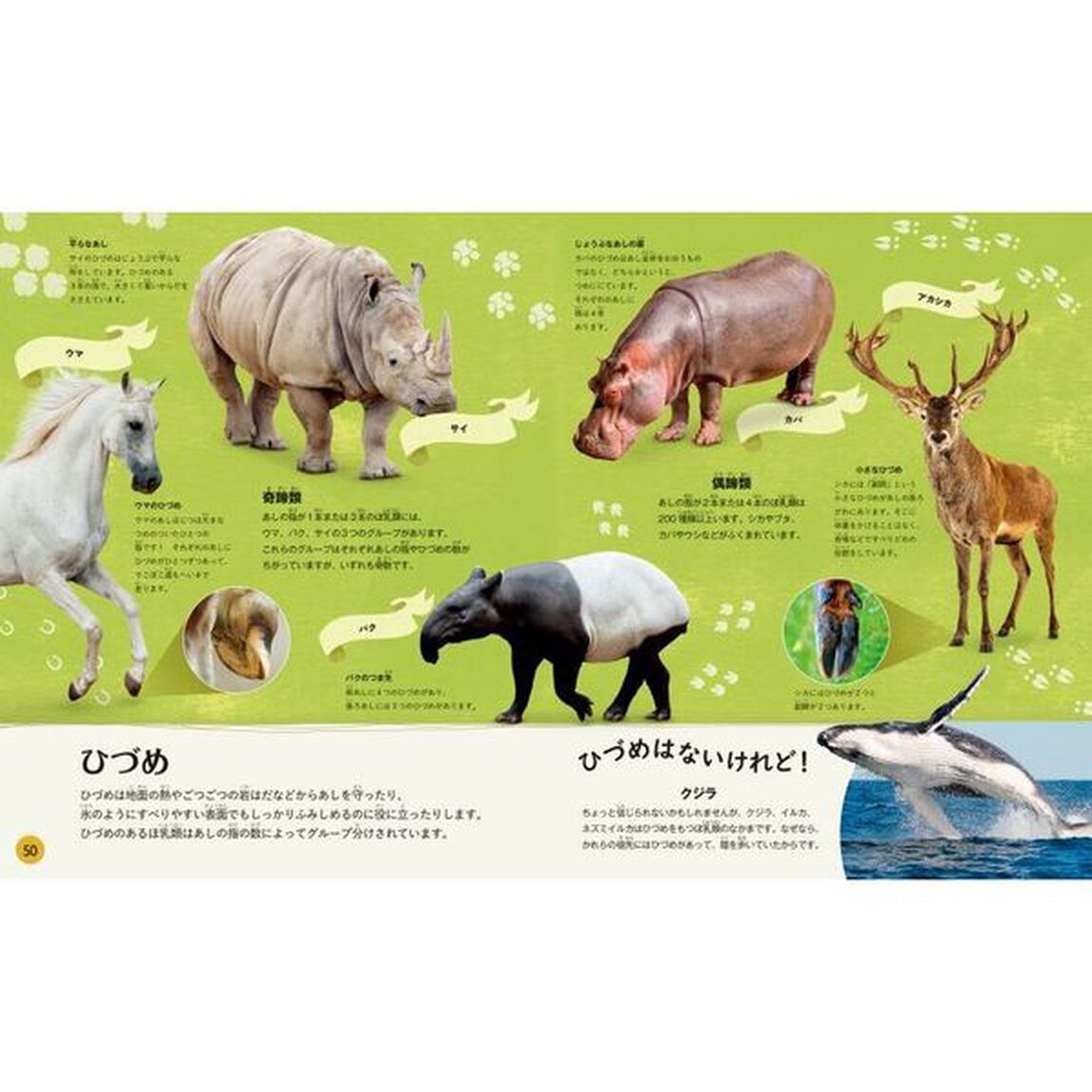 どっちがどっち？くらべてみようにている動物