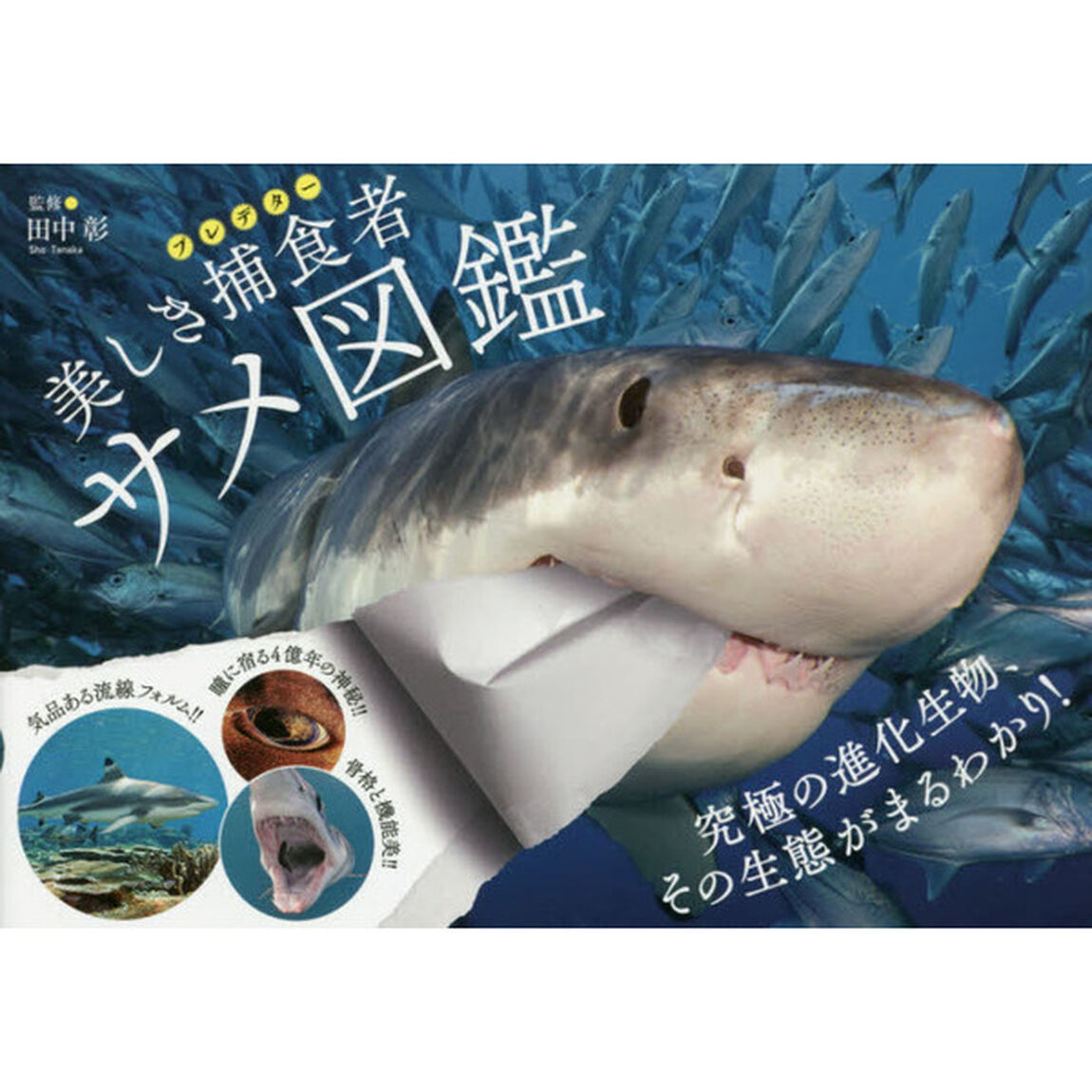 美しき捕食者（プレデター）サメ図鑑