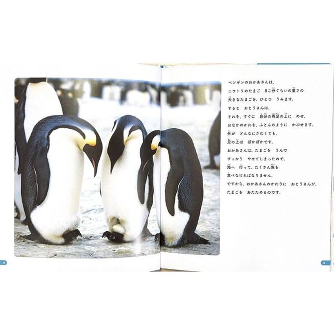 ペンギン
