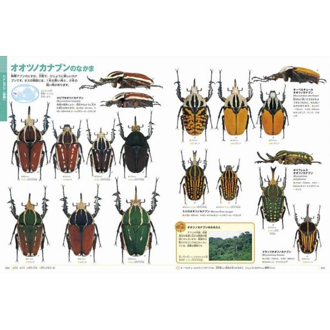 カブトムシ・クワガタムシ