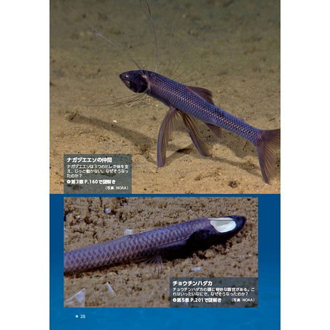深海生物の「なぜそうなった？」がわかる本　摩訶不思議な姿形と生態の謎を解き明かす！！