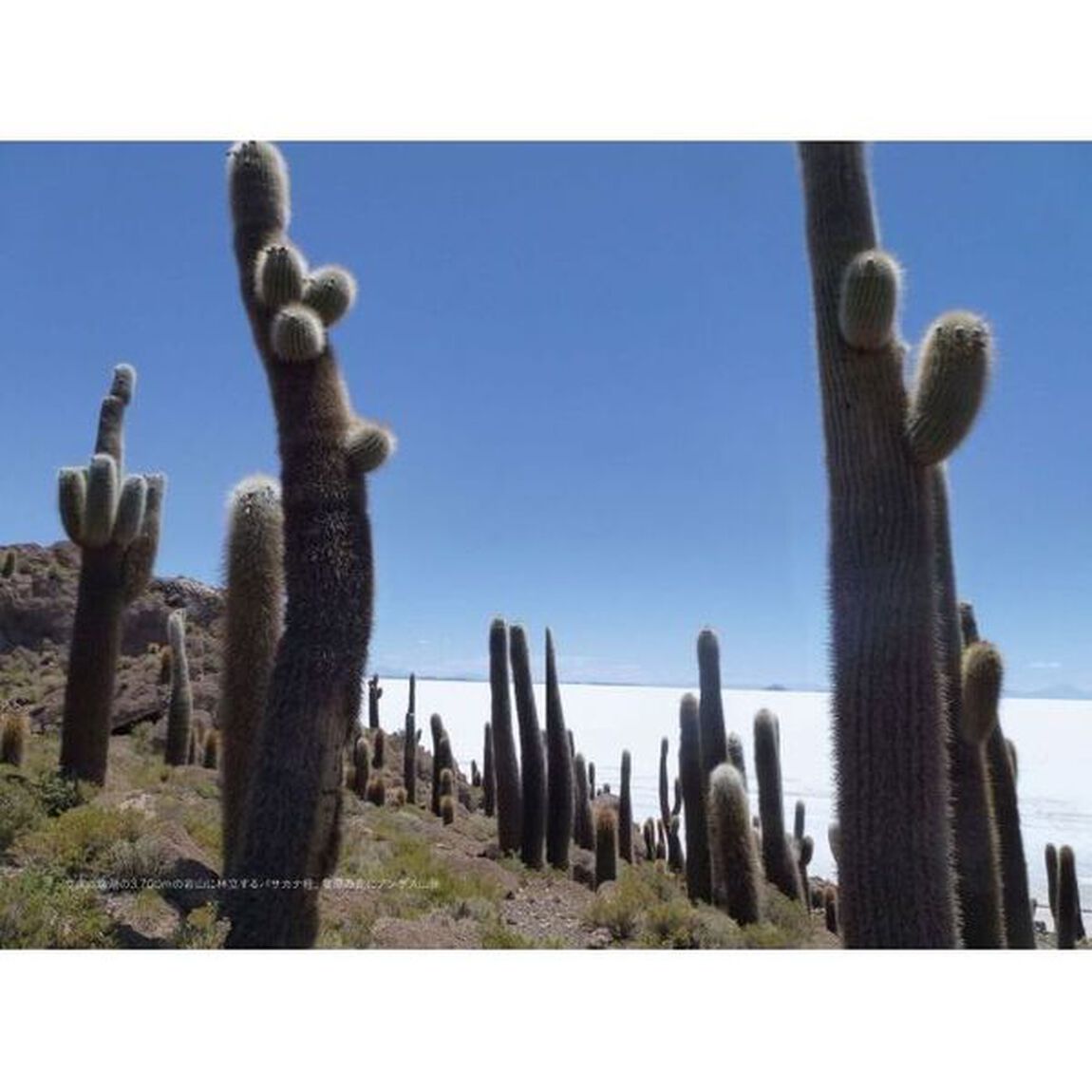 世界の絶景植物　秘境、辺境、異文化