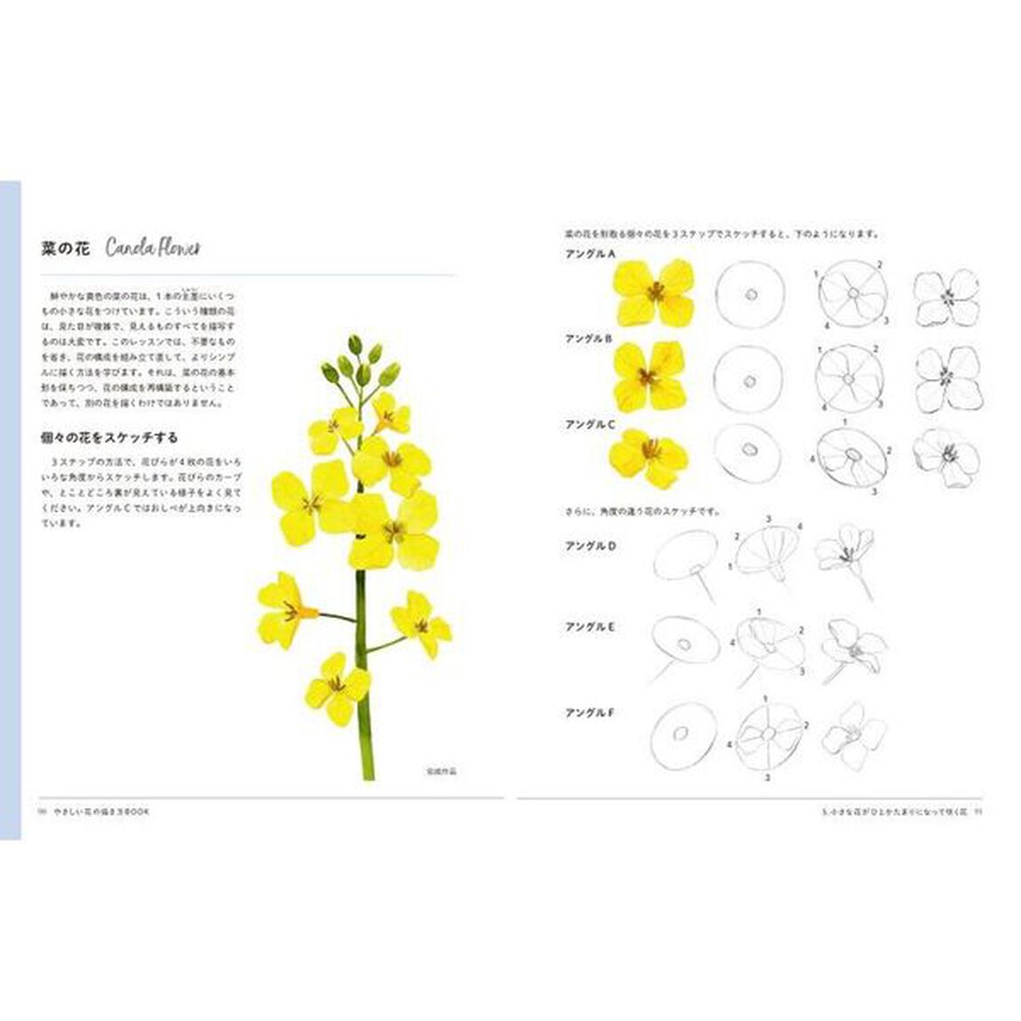 やさしい花の描き方ＢＯＯＫ　３ステップスケッチ＆らくらく水彩