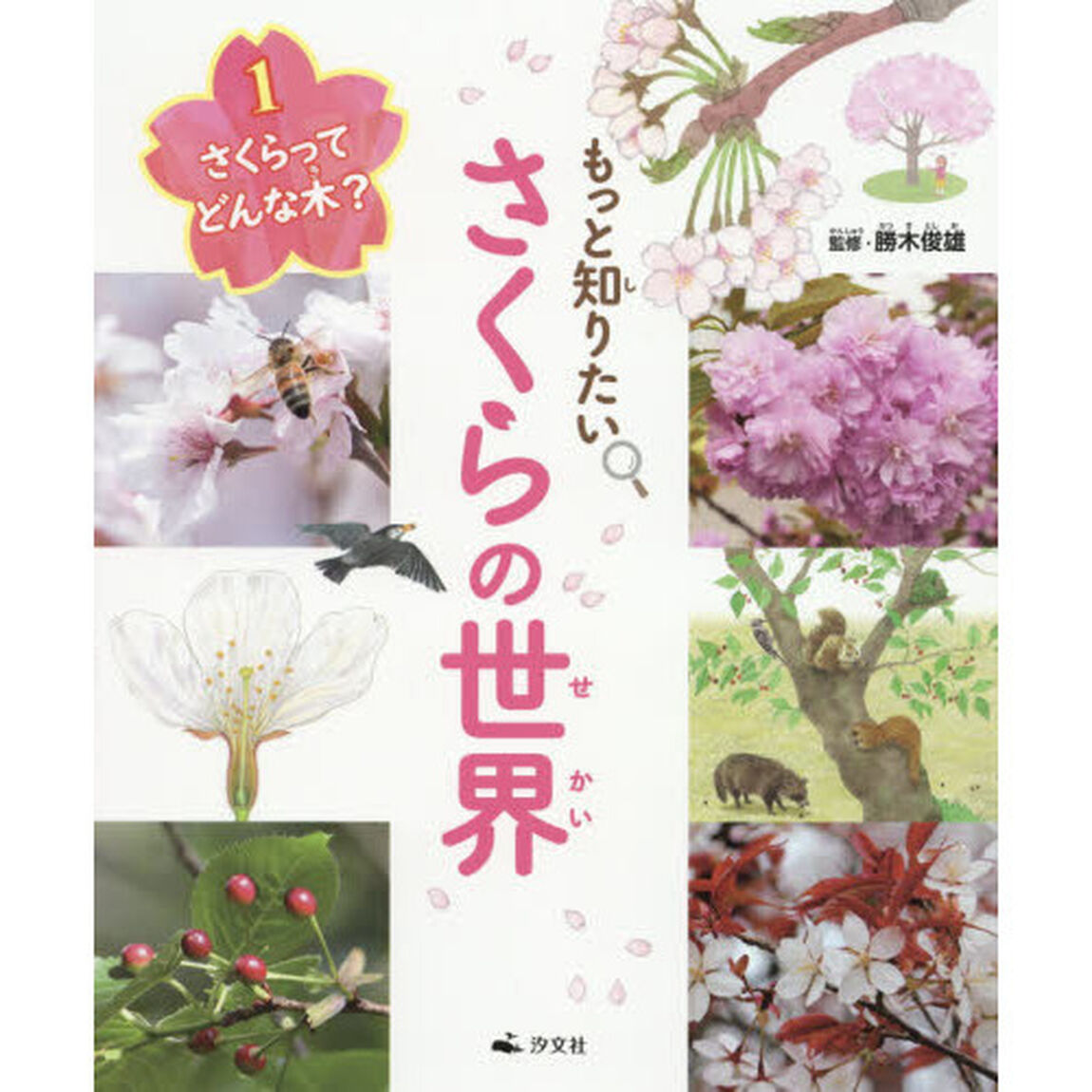 もっと知りたいさくらの世界　１「さくらってどんな木？」