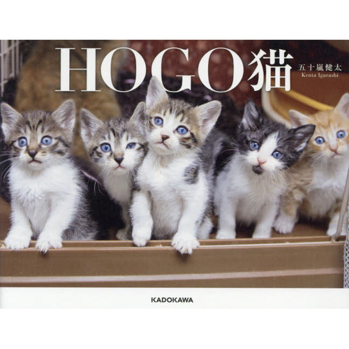 ＨＯＧＯ猫