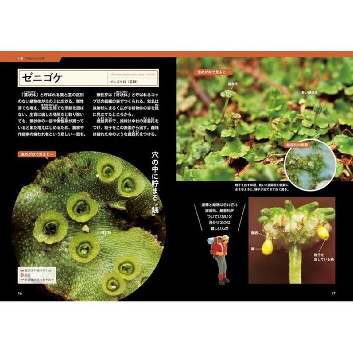 ミクロの世界のコケ図鑑　ルーペ・顕微鏡で特徴がよくわかる！
