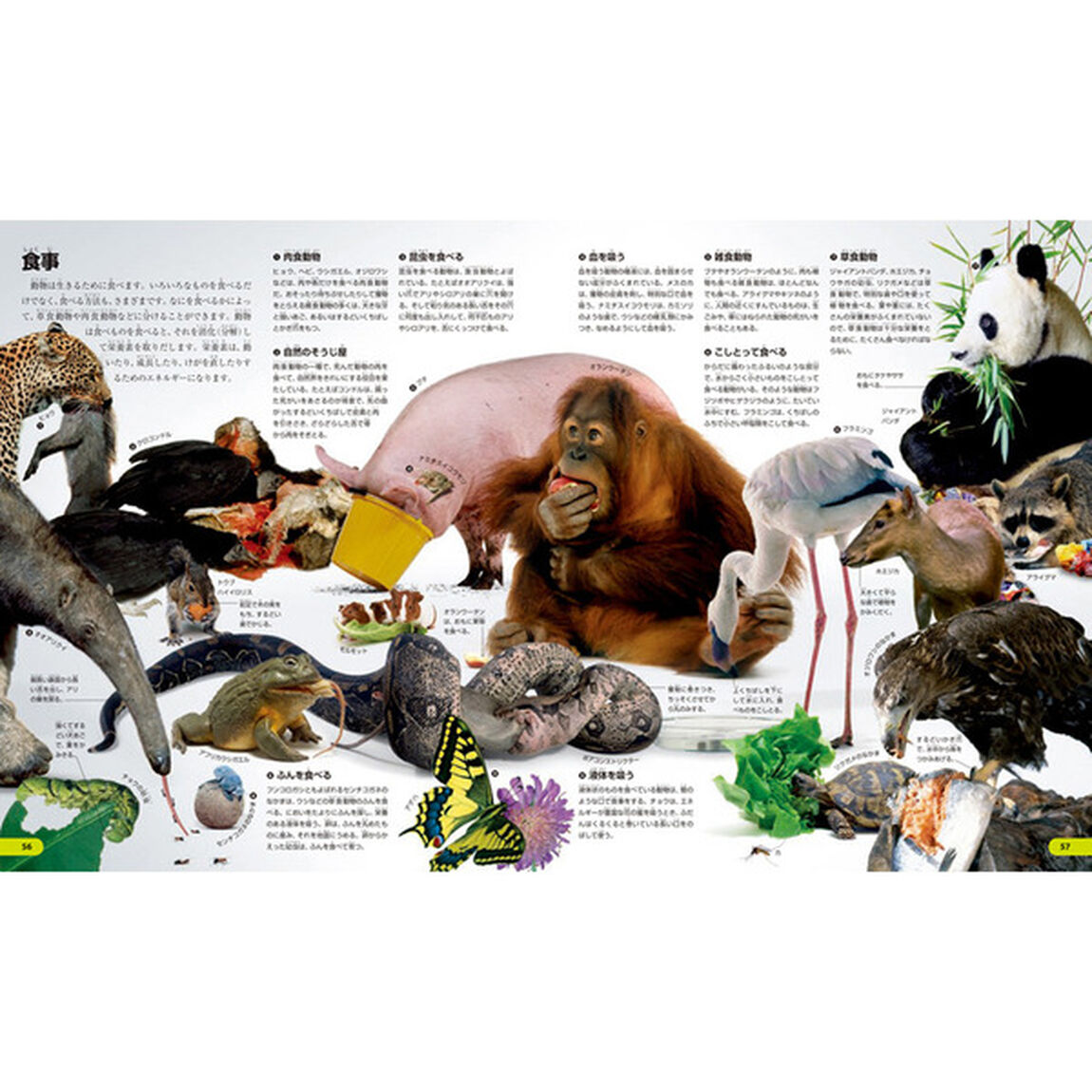 こども大図鑑動物