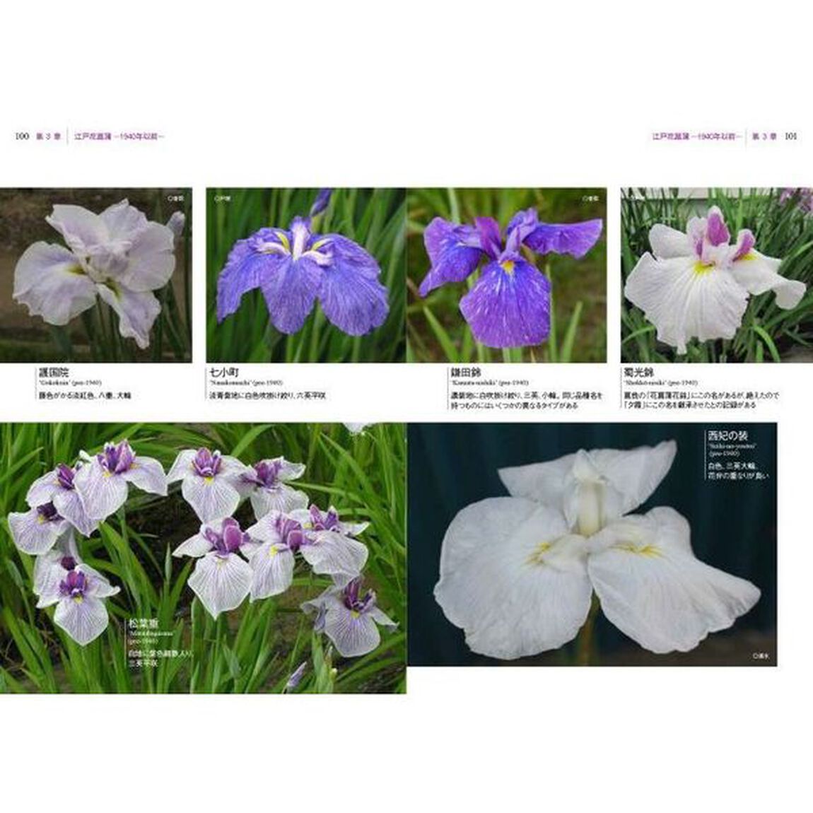 現代花菖蒲図鑑　古花から最新花まで