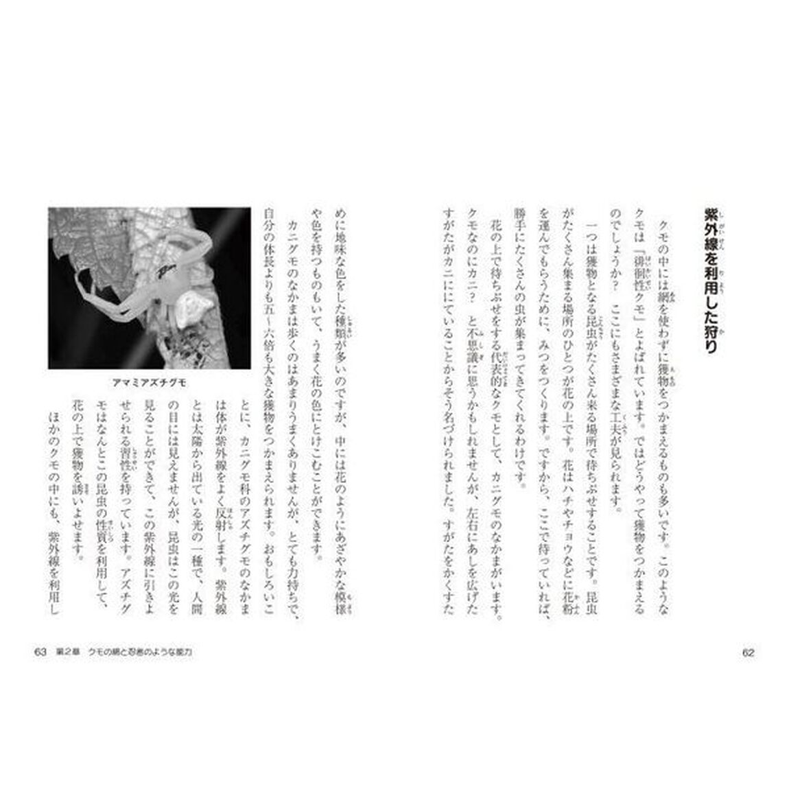 知れば楽しいクモの世界　網のひみつと忍者のような能力！？