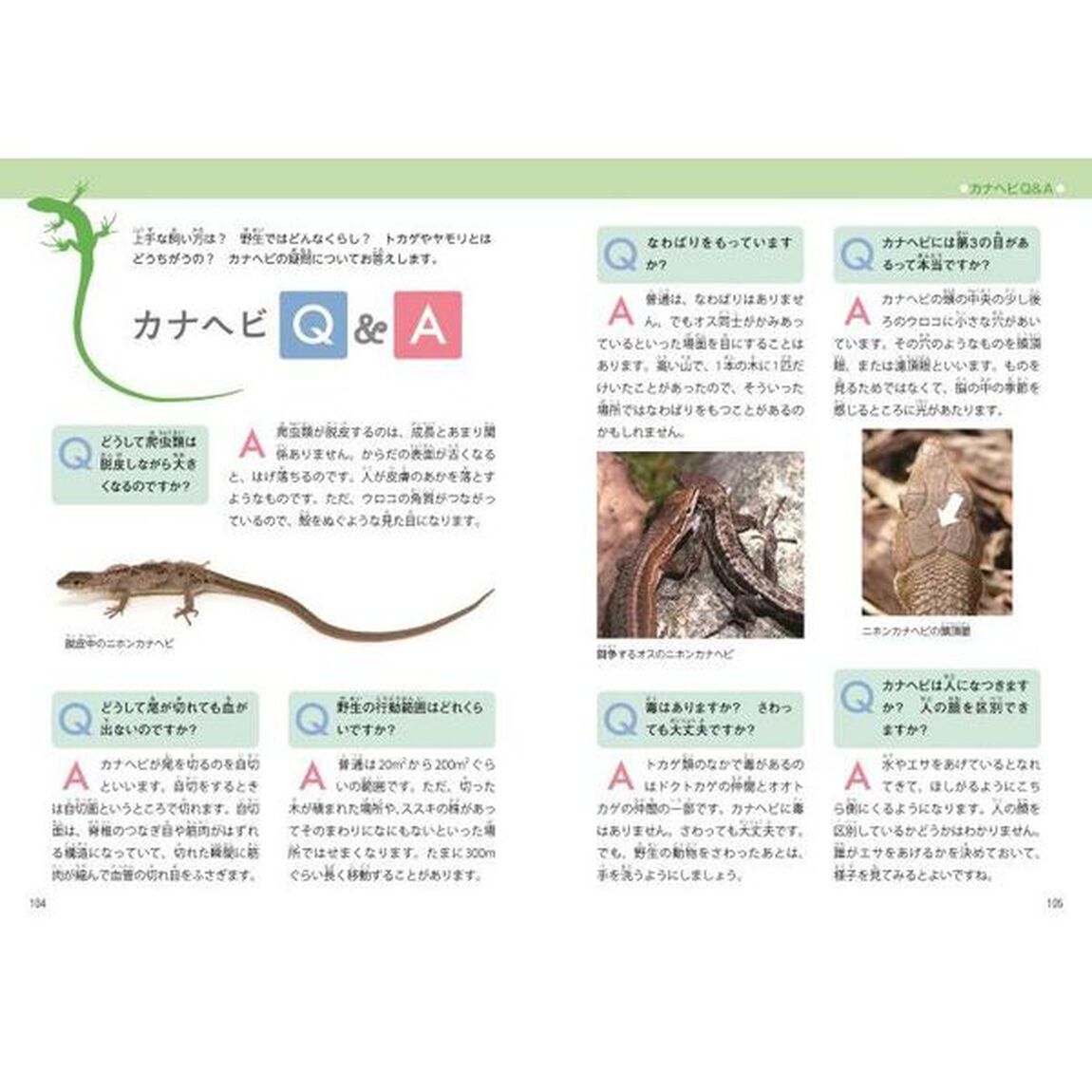 はっけん！カナヘビ