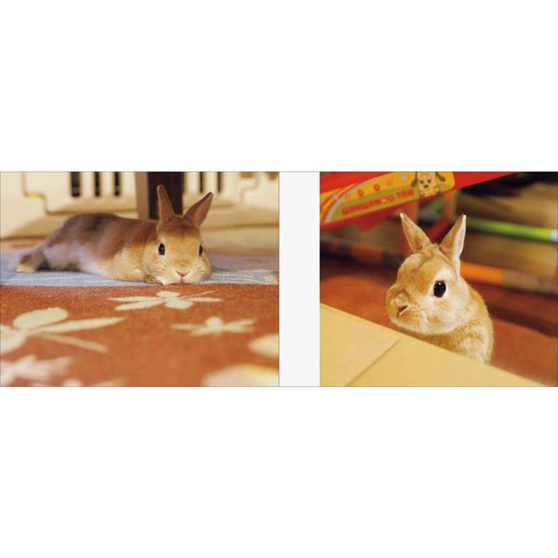 うさぎのモキュ様