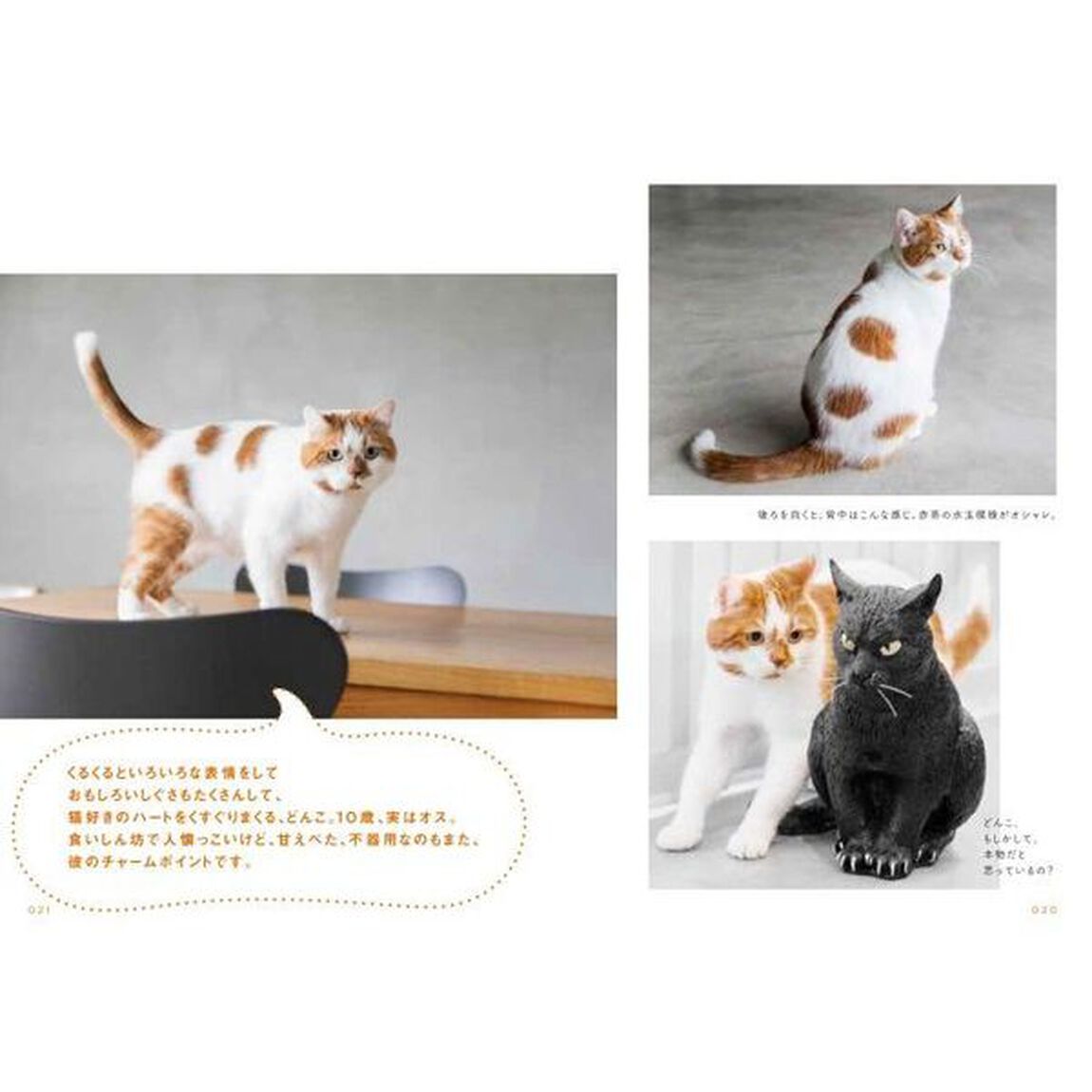 元・保護猫と世界一幸せに暮らす方法
