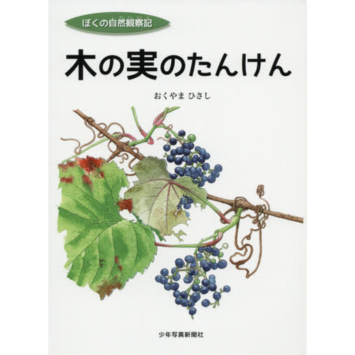 木の実のたんけん