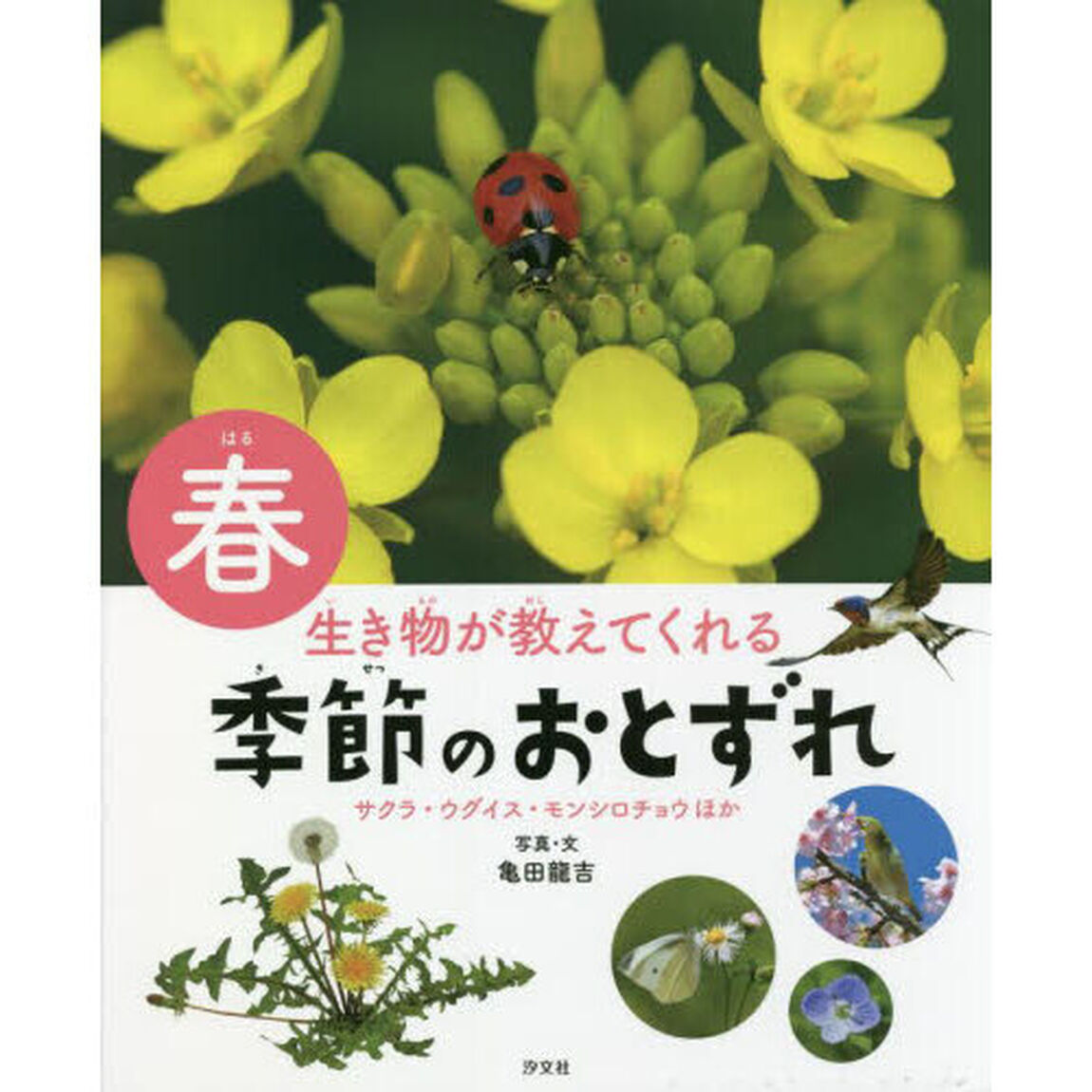 生き物が教えてくれる季節のおとずれ　春「サクラ・ウグイス・モンシロチョウほか」