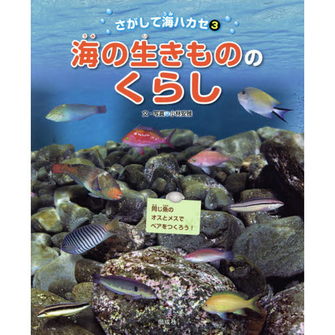 さがして海ハカセ　３「海の生きもののくらし」